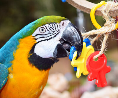 Parrot_Toys