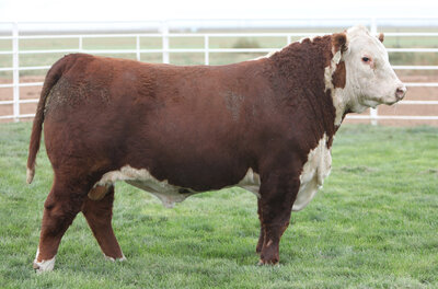 Hereford herd bull Ringo