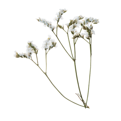 A dried white flowering plant
