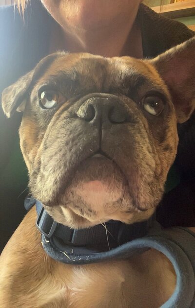 Hank (1)