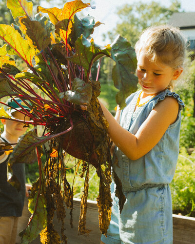 Little girl holds a large beet in the garden, captured in a family session.