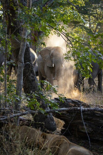 elephants in foliage