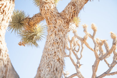 150708_150708 joshua tree_0411