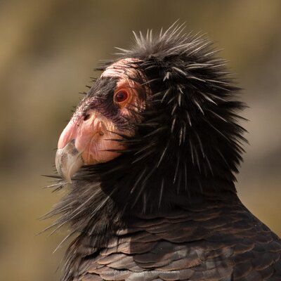 CA-Condor-Alliance-Tim-Huntington©-2_646_5911