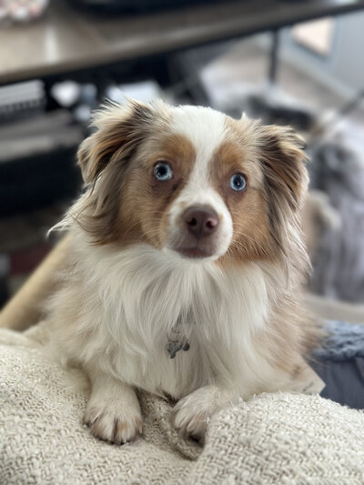 A small dog with blue eyes and a fluffy coat sits on a blanket, perfectly capturing the essence of charm as the mascot of an agency providing branding and web design for female entrepreneurs.