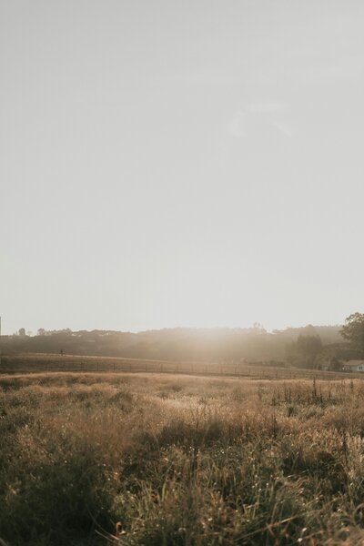 Sun rising over a field of weeds and grass.