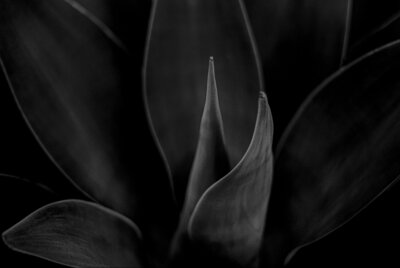 Fine Art Photography Print Black and White Botanical Title Blade