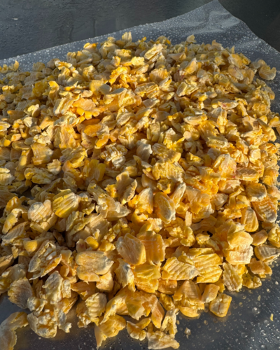 Fresh corn flakes produced at 1331 Flaking Co.