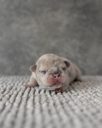 Lilac French Bulldog