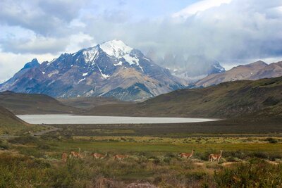 Guanacos grazing in the Patagonian steppe, with snow-capped peaks of Torres del Paine rising behind them ©Stephanie Dosch | theViatrix Chile Private Luxury Travel