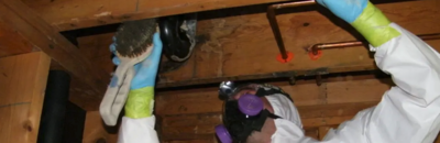 mold remediation services