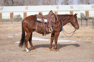 Unreysistable horse sale