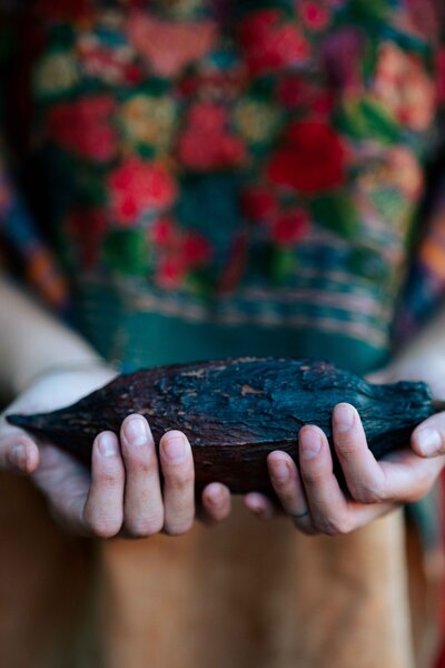 brand photo of hands holding a cocoa seed