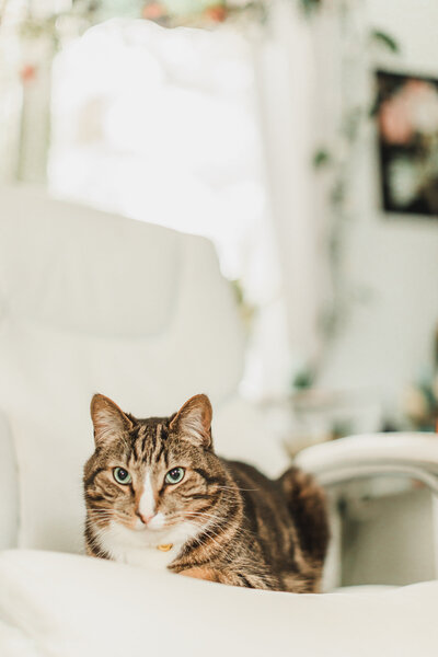 catsmarch24-3