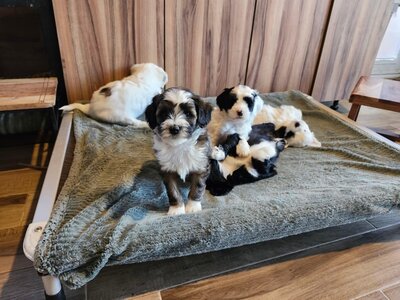 dbc830aa-140e-4d97-b9f8-ae1870ad5c8d