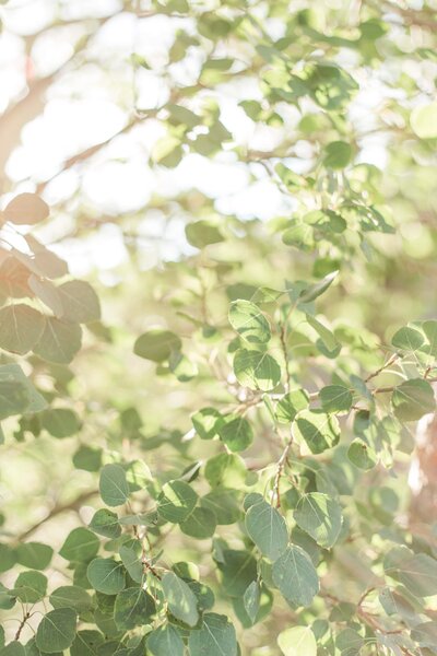 Sun shining through Aspen leaves Rocky Mountain National Park Estes Park, Colorado