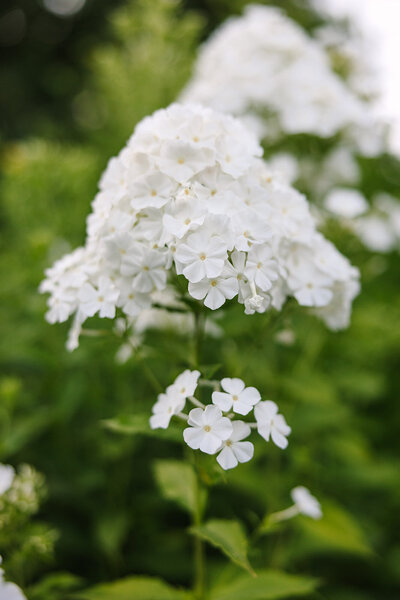 Snohomish Wedding Tour at Twin Willow Gardens Joanna Monger Photography