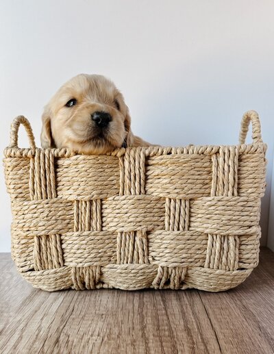 small golden retriever at LRR in Santa Barbara