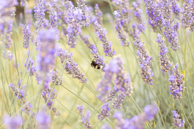 A bumble bee resting on medicinal lavender flowers