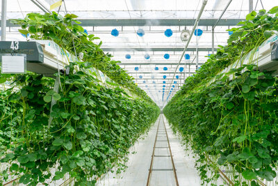 Van Wingerden Greenhouses, built by Cooper Construction