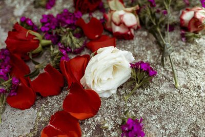 white rose and red rose petals on a rock