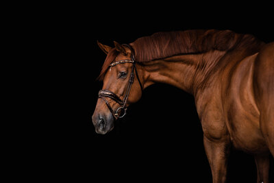 0W9A7374-Edit-Edit