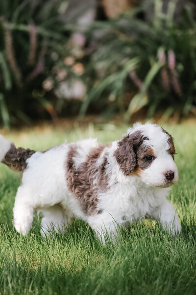 blue eyed bernedoodles for sale near me 