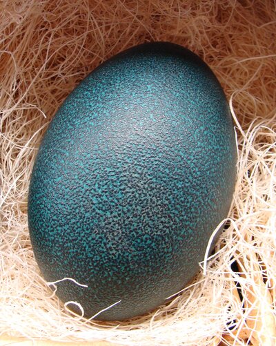 a large blue emu egg