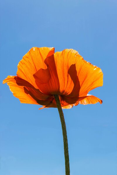 orange poppy with blue background