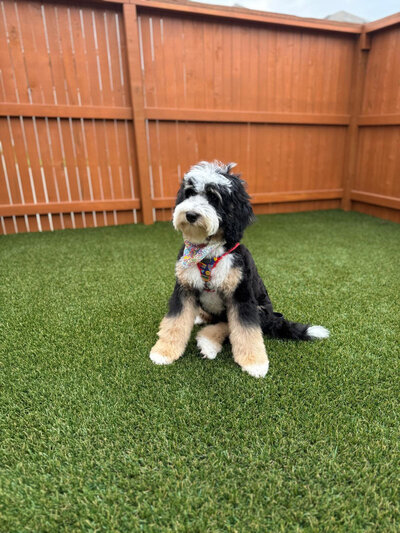 female bernedoodles for sale