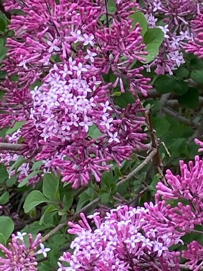 Red Pixie syringa pubescens pink magenta heirloom lilac at North Country Lilacs nursery in Canton, New York