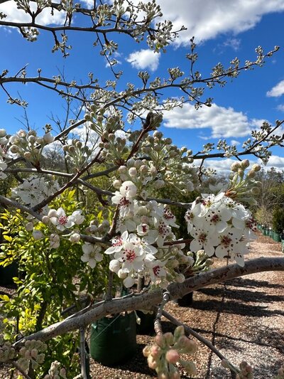 ORNAMENTAL PEARS 'SNOW PEAR' Pyrus nivalis