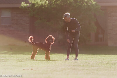 Teddy playing with owner