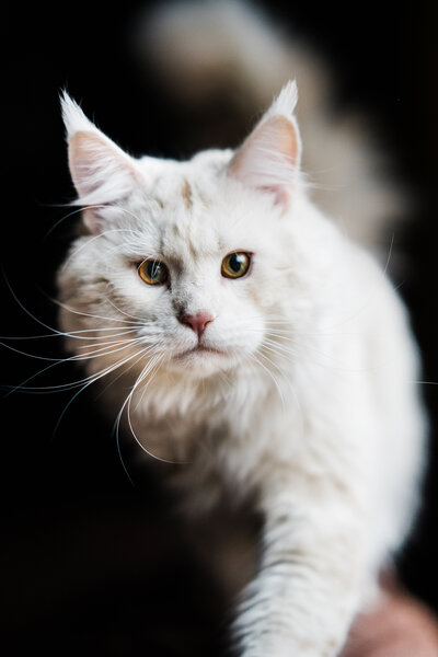 Large male white king Maine Coon cat in La Crosse, WI
