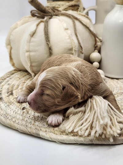 4b8ae4db-76c6-4016-8755-a6ad7d845bf1