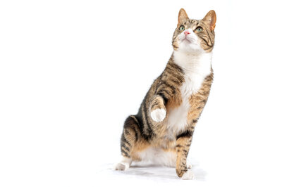 Female portrait 1950s makeup