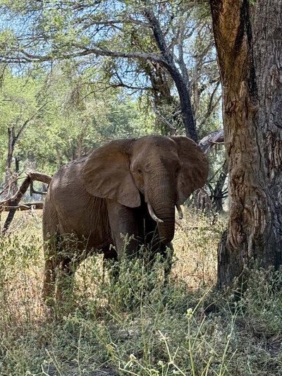 Elephant in brush by trees