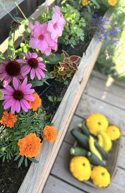Bright purple and orange flowers in a raised garden box with a basket of yellow and green squashes in a basket on the ground below.