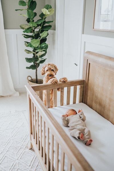 Golden mini labradoodle looks into crib with newborn baby boy during newborn photography session