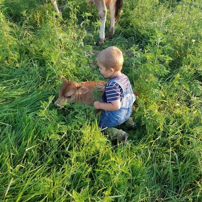 creambrookfarm.com | raw milk herd shares