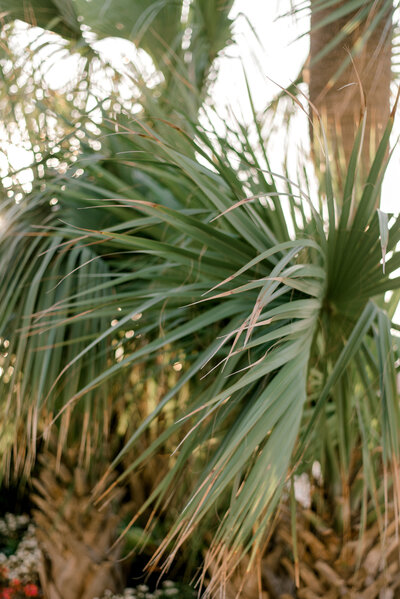A close up of a palm fraum by Cleveland Family Photographer, Brittany Serowski Photography.