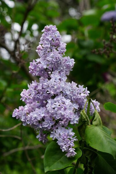 President Grevy syringa vulgaris blue lilac violet heirloom lilac at North Country Lilacs nursery in Canton, New York
