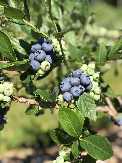 Blueberries growing on blueberry bush