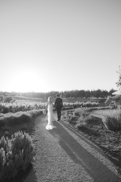 Bride and Groom walking through a vineyard at sunset
