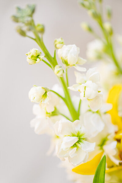 closeup of soft white flowers on gray background