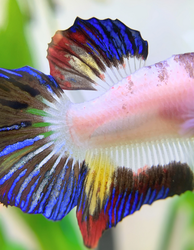 close up photo of a betta fish's fins