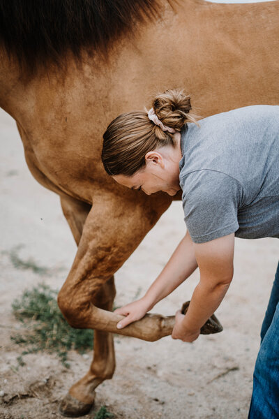 Jill working on horses front leg