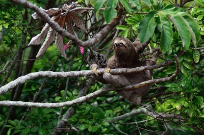 AMAZON RAINFOREST PHOTOGRAPHY WORKSHOP