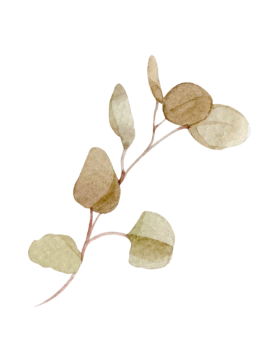 eucalyptus