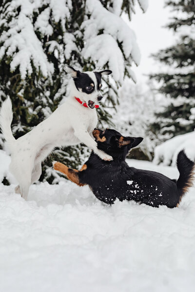 Dogs
